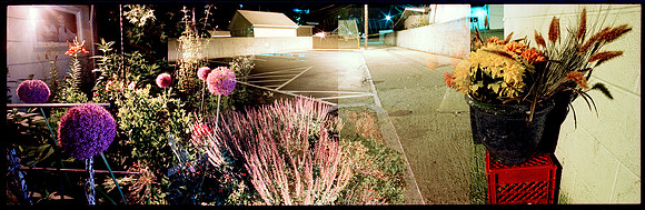 Alliums 2011