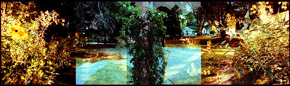 Autumn Yard 2 AM 2012