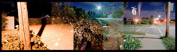 Moonflowers 2006