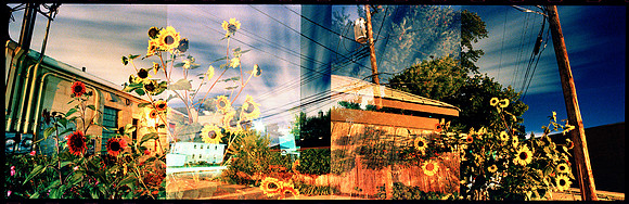 Sunflowers 2009