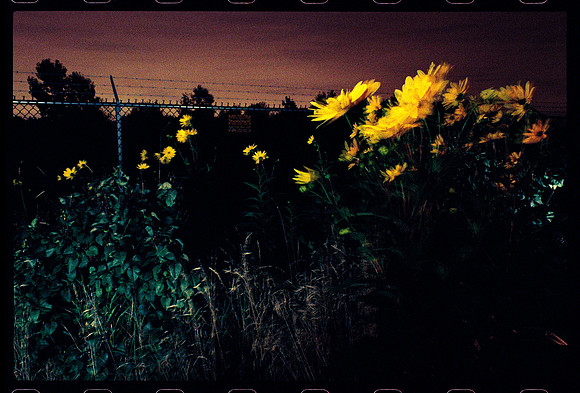 Flowers Outside Superfund Site 1989