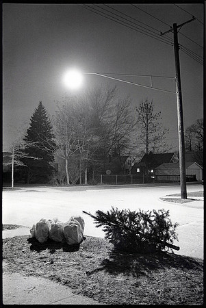 Our Tree 1-1980
