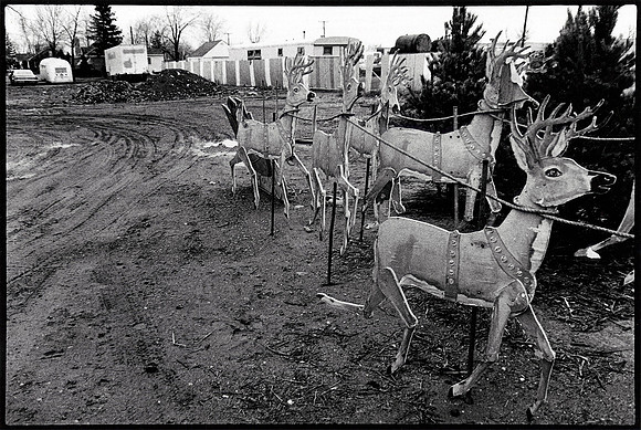 Reindeer 12-1979