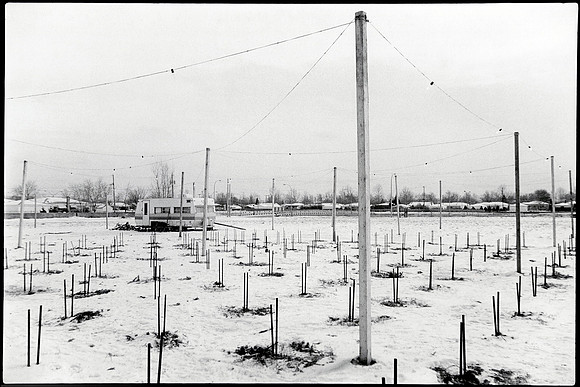 Xmas Tree Lot 1-1980