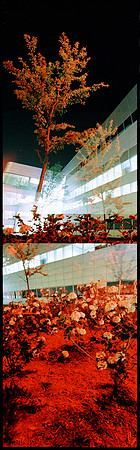 Red Tree 1992 vertical